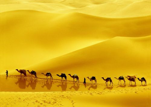 Camels_in_the_desert_8
