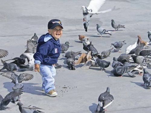 Toddlers_and_pigeons_2