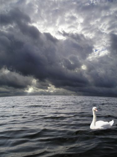 Swan_water_and_clouds_6
