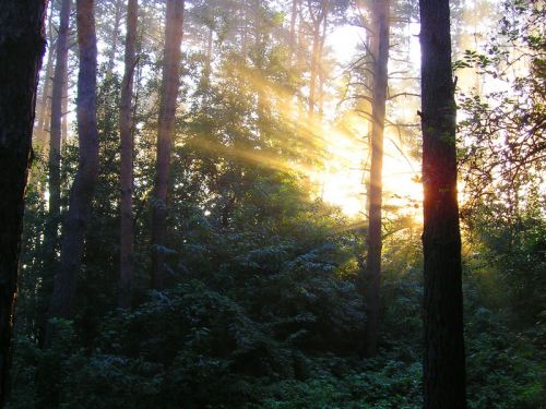 Sunrise_in_the_forest_1